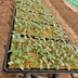 Agriculture Equipment Greenhouse Accessories Vertical Farming  Super NFT Channel Growing System